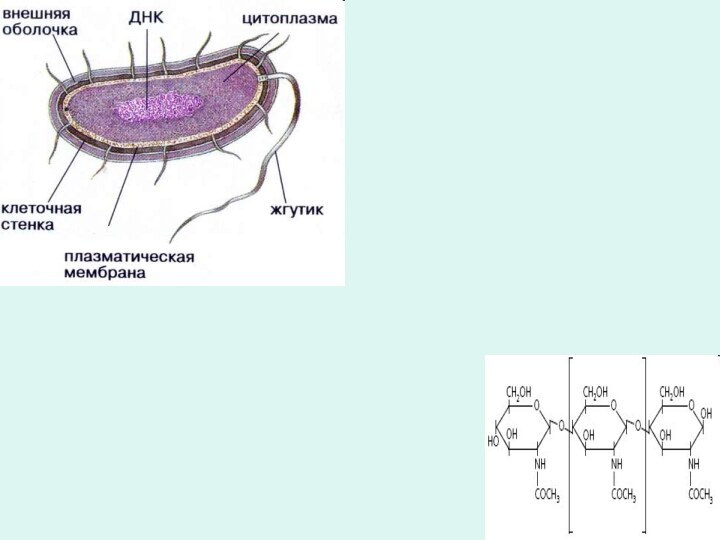 Клеточная стенка бактерийсостоит измуреина