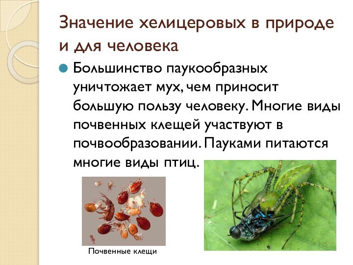 Значение хелицеровых в природе и для человекаБольшинство паукообразных уничтожает мух, чем приносит