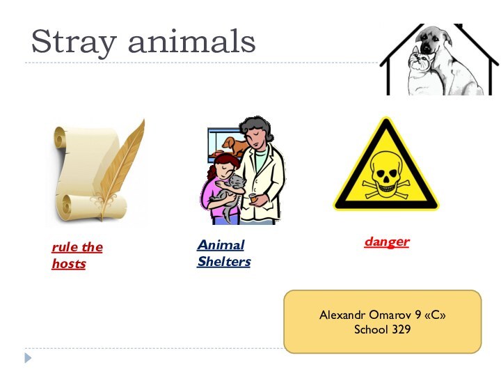 Stray animalsrule the hostsAnimal SheltersdangerAlexandr Omarov 9 «C»School 329