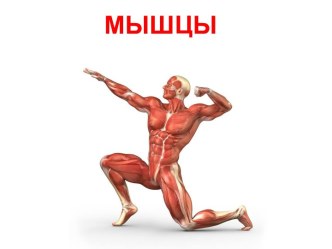 Мышцы