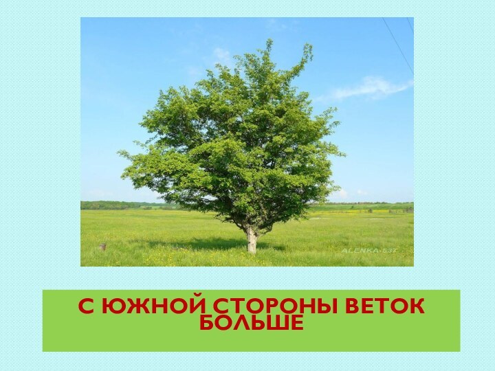 С ЮЖНОЙ СТОРОНЫ ВЕТОК БОЛЬШЕ