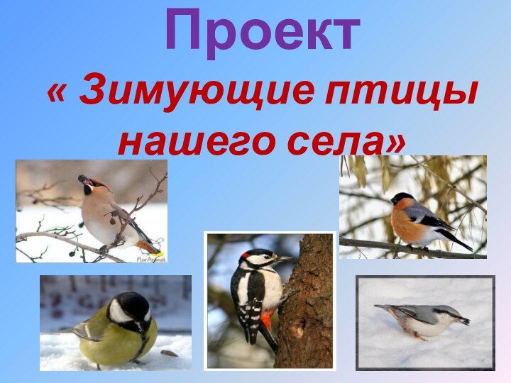 Проект « Зимующие птицы нашего села»
