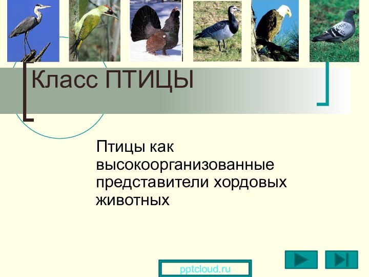 Класс ПТИЦЫ Птицы как высокоорганизованные представители хордовых животных