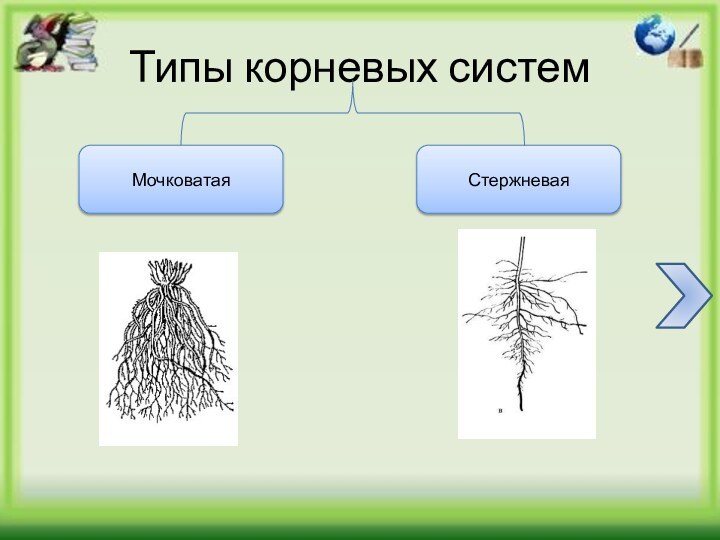 Корневая система цветковых растений. Мочковатая корневая система. Типы корневых систем стержневая и мочковатая. Мочковатая корневая система состоит. Стержневая корневая система и мочковатая корневая система.