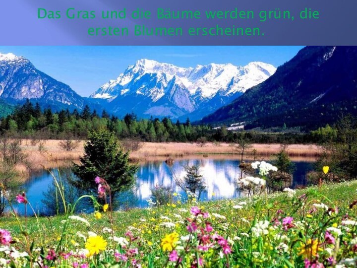 Das Gras und die Bäume werden grün, die ersten Blumen erscheinen.