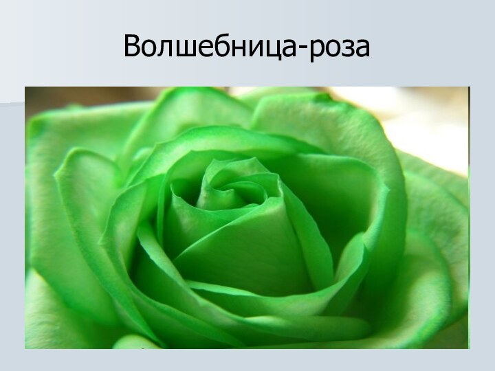 Волшебница-роза