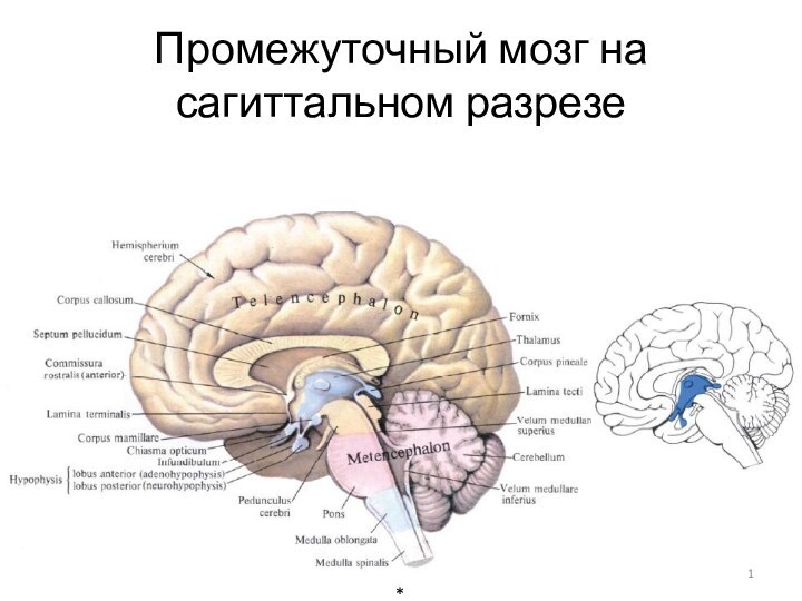 Промежуточный мозг на сагиттальном разрезе*