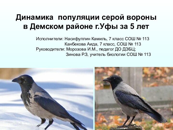 Динамика популяции серой вороны  в Демском районе г.Уфы за 5