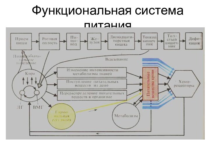 Функциональная система питания