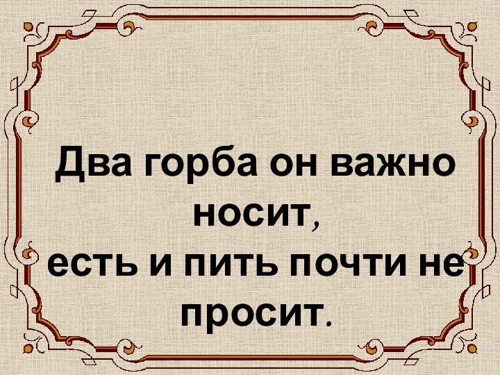 ВЕРБЛЮДДва горба он важно носит, есть и пить почти не просит.