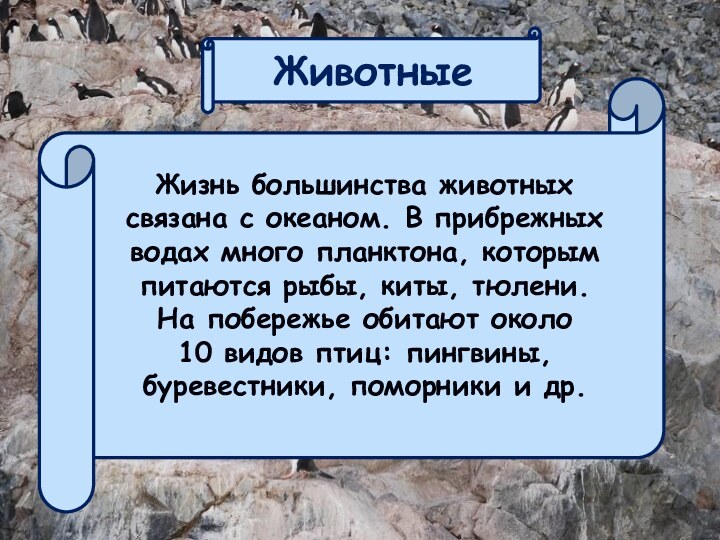 ЖивотныеЖизнь большинства животных связана с океаном. В прибрежных водах много планктона, которым