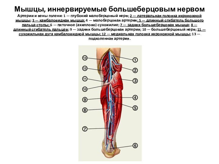 Мышцы, иннервируемые большеберцовым нервом Артерии и вены голени: 1 — глубокий