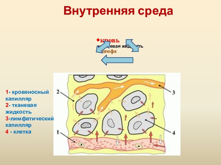 Внутренняя среда1- кровеносный капилляр2- тканевая жидкость3-лимфатический капилляр4 - клетка
