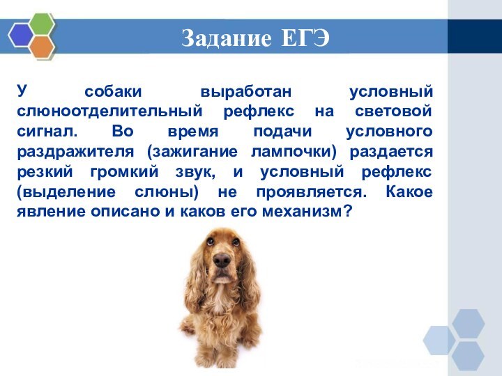 У собаки выработан условный слюноотделительный рефлекс на световой сигнал. Во время подачи