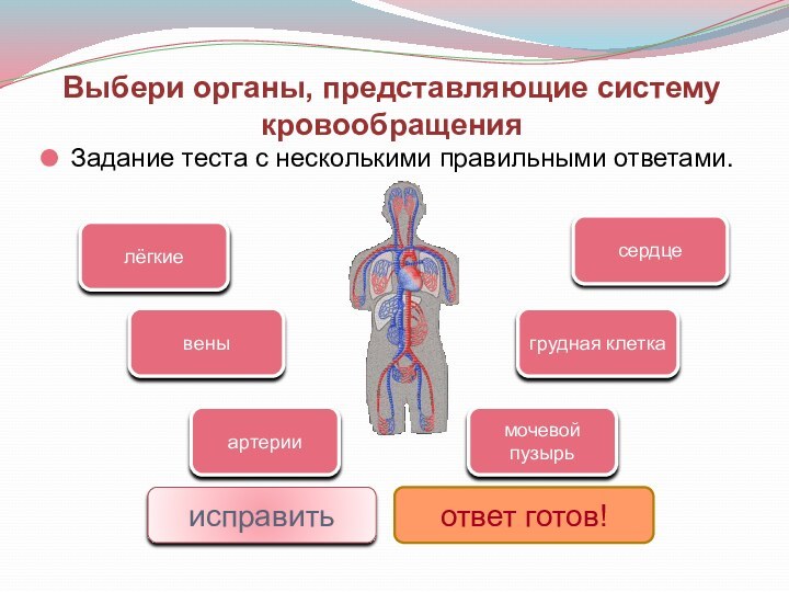 Выбери органы, представляющие систему кровообращения Задание теста с несколькими правильными ответами.сердцевеныартериимочевой пузырьлёгкиегрудная клеткаисправитьответ готов!