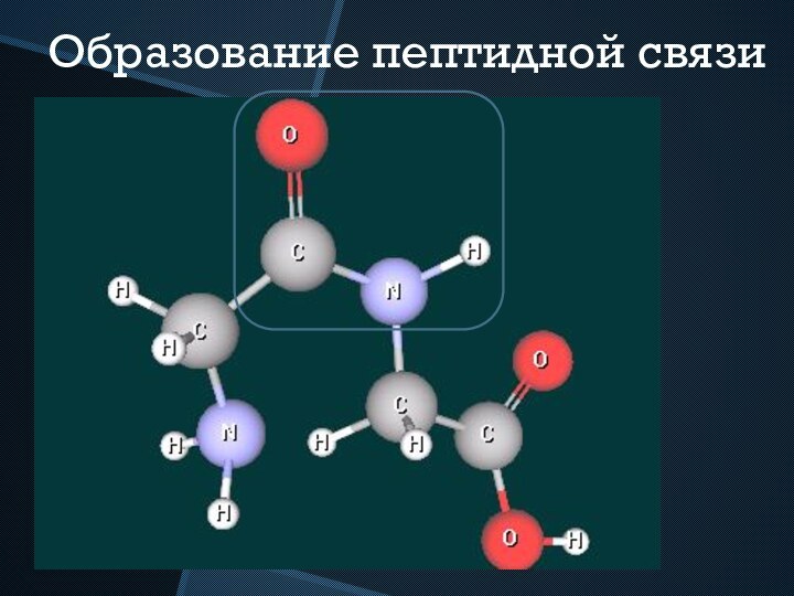 Образование пептидной связи