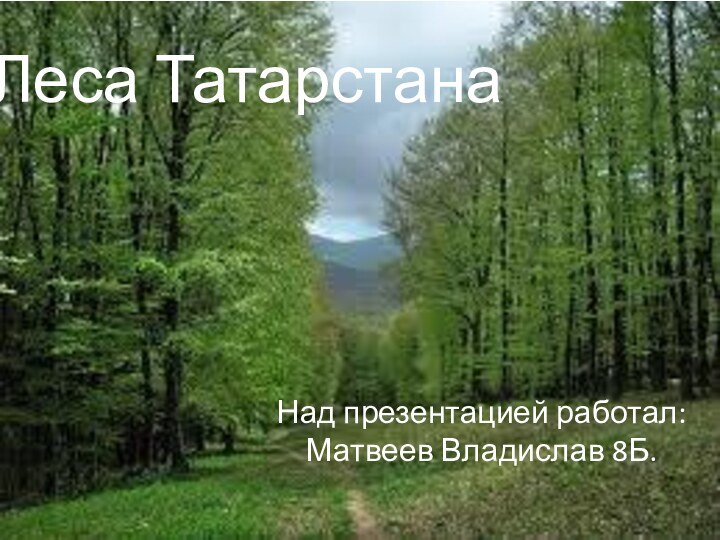 Леса ТатарстанаНад презентацией работал: Матвеев Владислав 8Б.