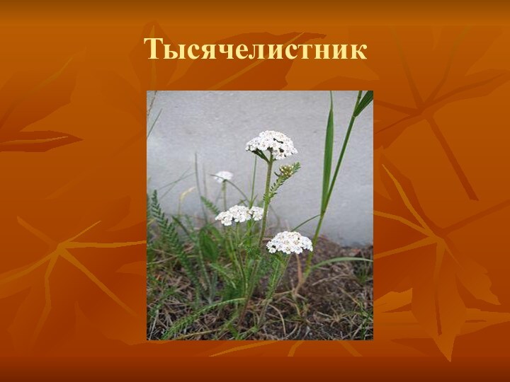 Тысячелистник