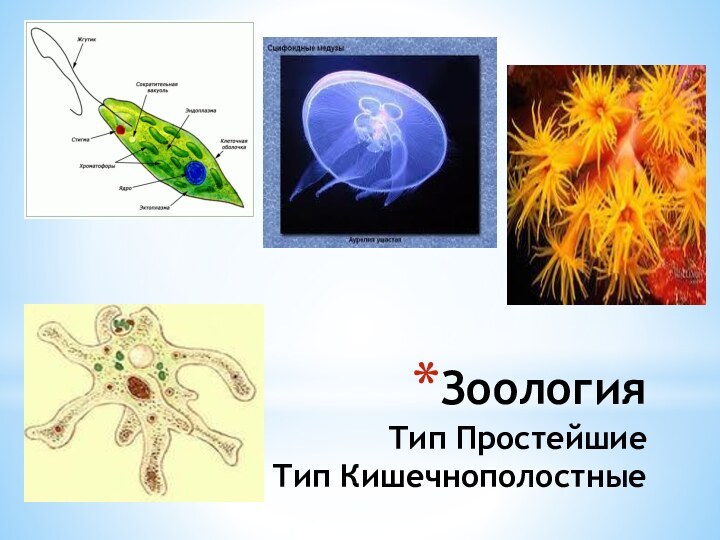 Зоология Тип Простейшие Тип Кишечнополостные