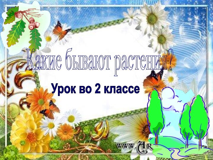 Какие бывают растения?Урок во 2 классе