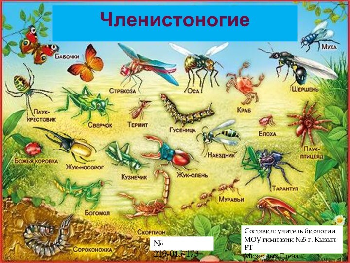 Составил: учитель биологии МОУ гимназии №5города Кызыла Республики ТываМизерных Елена АнатольевнаЧленистоногиеСоставил: учитель