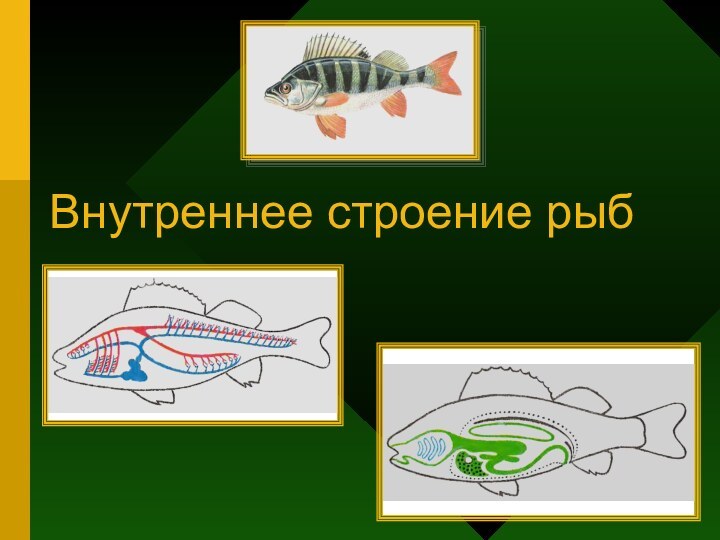 Внутреннее строение рыб