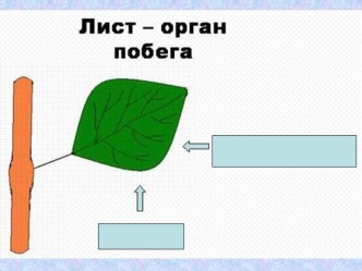 Лист - боковой орган побега