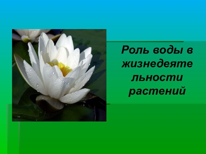 Роль воды в жизнедеятельности растений