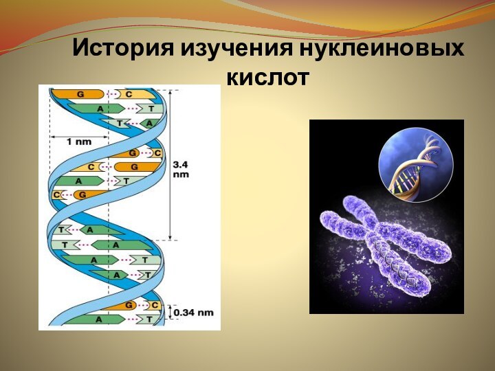 История изучения нуклеиновых кислот