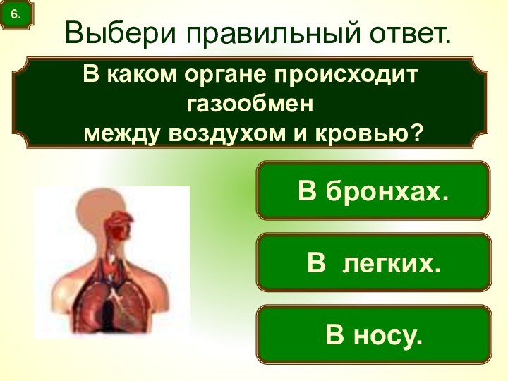 В каком органе происходит газообмен между воздухом и кровью?Выбери правильный ответ. В легких.В носу.В бронхах.6.