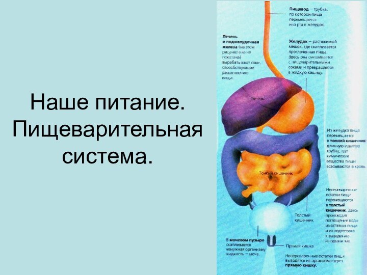 Наше питание. Пищеварительная система.