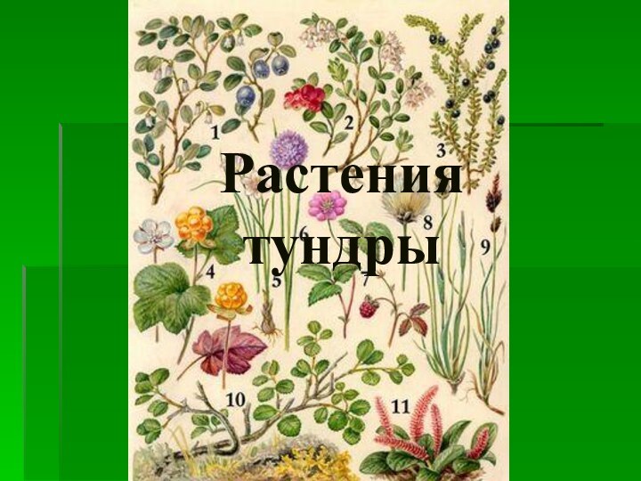 Растения      тундры