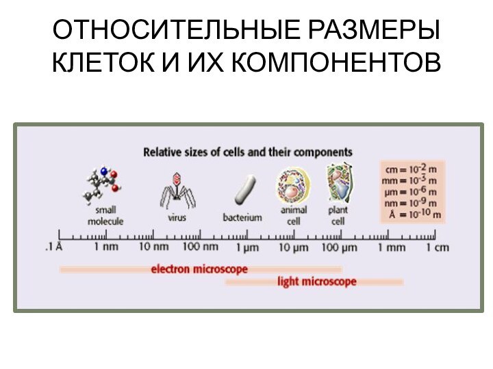 ОТНОСИТЕЛЬНЫЕ РАЗМЕРЫ КЛЕТОК И ИХ КОМПОНЕНТОВ