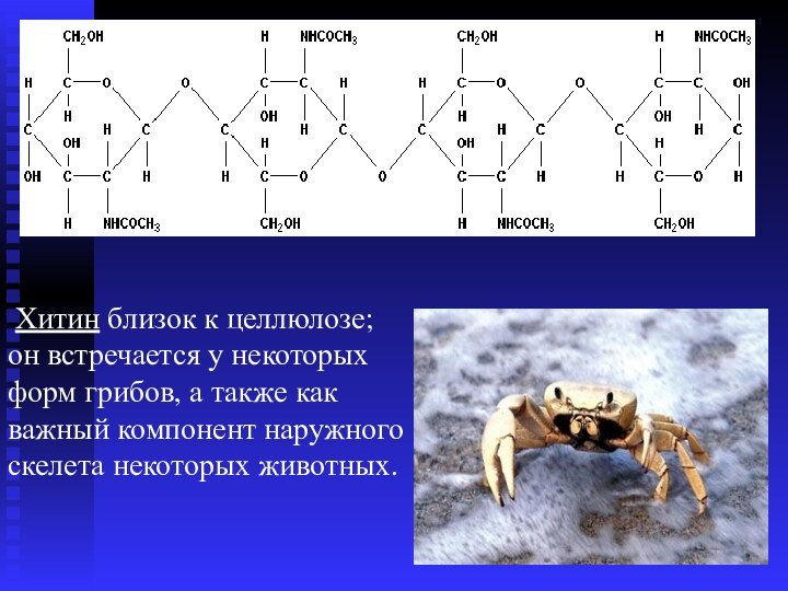 Хитин близок к целлюлозе; он встречается у некоторых форм грибов, а