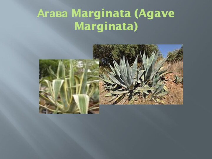 Агава Marginata (Agave Marginata)