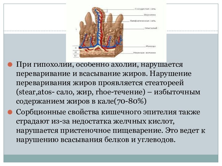 При гипохолии, особенно ахолии, нарушается переваривание и всасывание жиров. Нарушение переваривания жиров