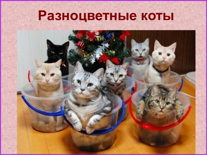 Разноцветные коты