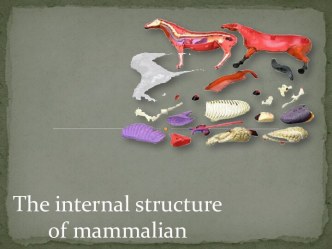 The internal structure of mammalian