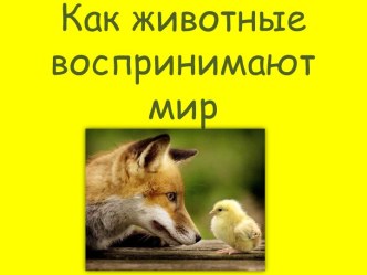 Как животные воспринимают мир