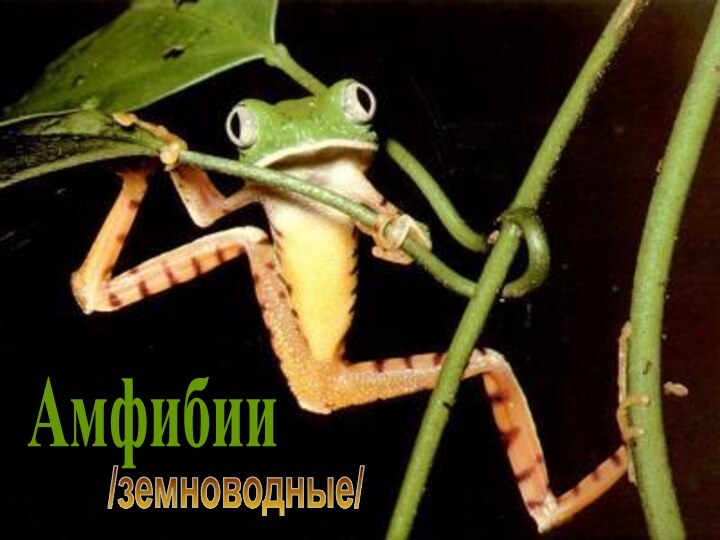 Амфибии/земноводные/