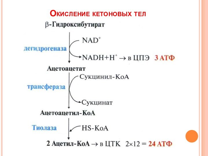 Окисление кетоновых тел