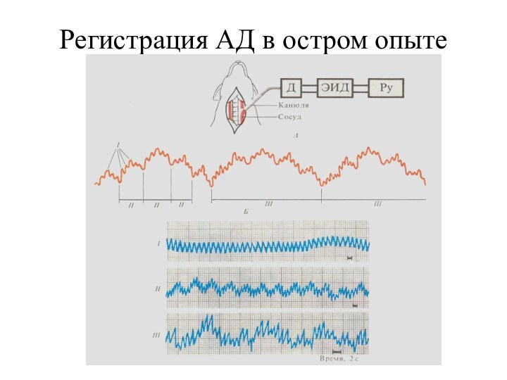 Регистрация АД в остром опыте