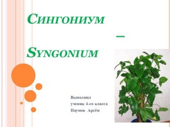 Сингониум – Syngonium