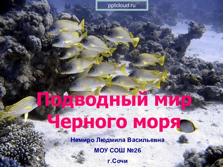 Подводный мир Черного моряНемиро Людмила Васильевна МОУ СОШ №26 г.Сочи