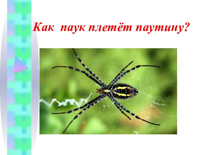 Как паук плетёт паутину?