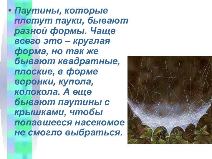 Паутины, которые плетут пауки, бывают разной формы. Чаще всего это – круглая