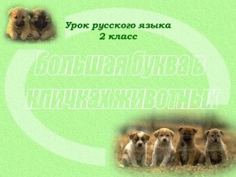 Заглавная буква в кличках животных