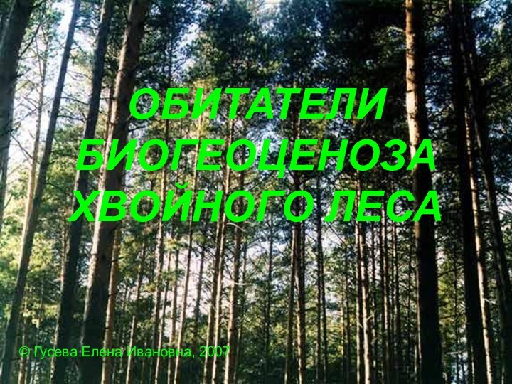 ОБИТАТЕЛИ БИОГЕОЦЕНОЗА ХВОЙНОГО ЛЕСА Гусева Елена Ивановна, 2007