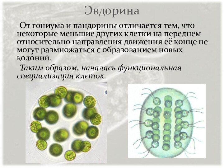 Эвдорина	От гониума и пандорины отличается тем, что некоторые меньшие других клетки на