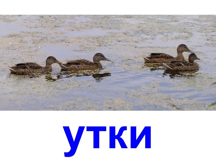 утки